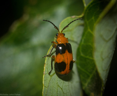Aulacophora hilaris