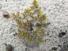 Paronychia herniarioides