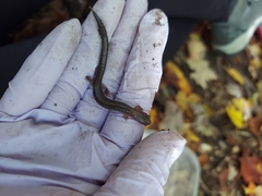 Plethodon cinereus