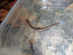 Plethodon cinereus