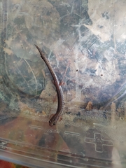 Plethodon cinereus