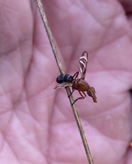 Tritoxa incurva