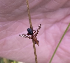 Tritoxa incurva