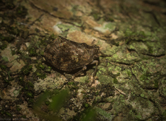 Cotylana angustifrons