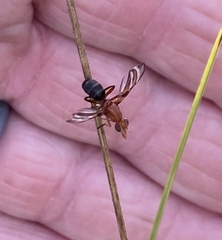 Tritoxa incurva
