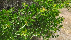 Colliguaja odorifera