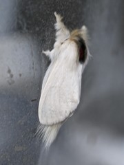 Trichiocercus mesomelas