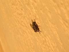 Sarconesia chlorogaster