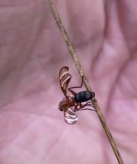 Tritoxa incurva