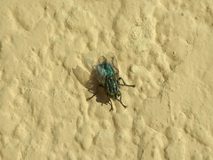Sarconesia chlorogaster