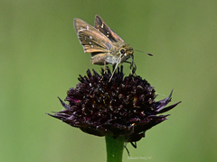 Hesperia attalus slossonae