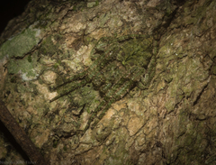 Hortophora cucullus