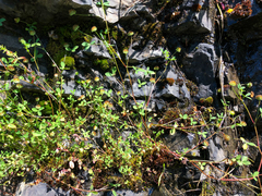 Trifolium cyathiferum