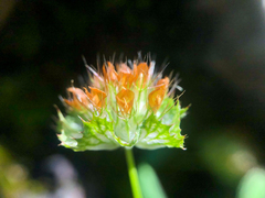 Trifolium cyathiferum