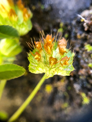 Trifolium cyathiferum