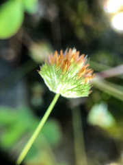 Trifolium cyathiferum