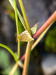 Trifolium cyathiferum