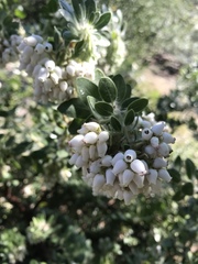 Arctostaphylos viridissima