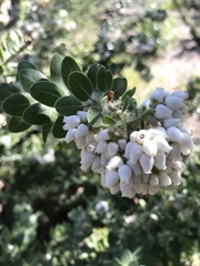 Arctostaphylos viridissima
