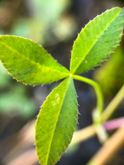 Trifolium cyathiferum