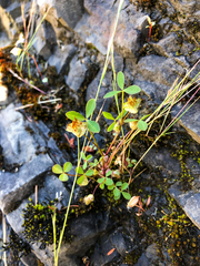 Trifolium cyathiferum