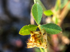 Trifolium cyathiferum