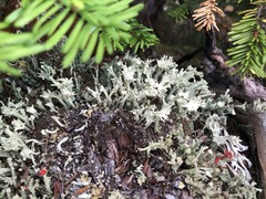 Cladonia multiformis