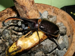 Dynastes septentrionalis