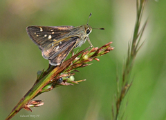 Hesperia attalus slossonae