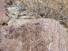 Crotaphytus vestigium