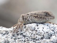 Sceloporus occidentalis occidentalis