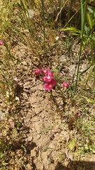 Clarkia tenella