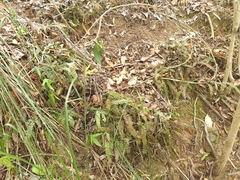 Adiantum cunninghamii