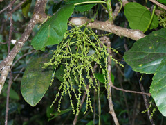 Alchornea latifolia