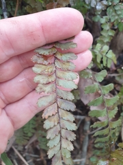 Adiantum cunninghamii