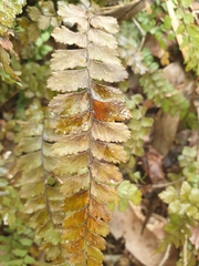 Adiantum cunninghamii