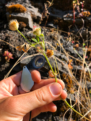 Trifolium cyathiferum