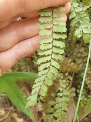 Adiantum cunninghamii