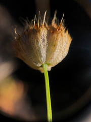 Trifolium cyathiferum