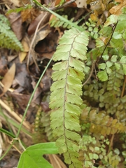 Adiantum cunninghamii
