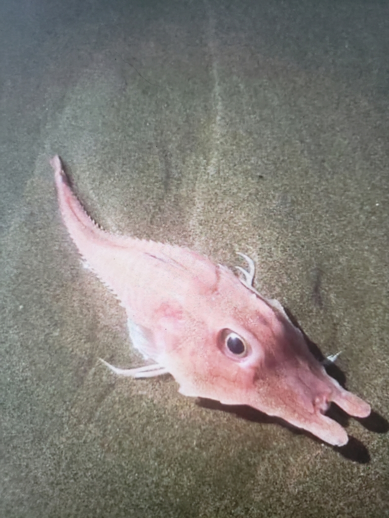 Peristedion barbiger