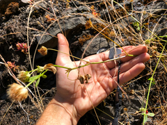 Trifolium cyathiferum