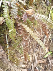 Adiantum cunninghamii