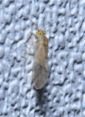 Xanthocaecilius sommermanae