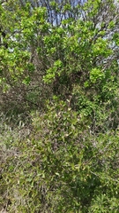 Colliguaja odorifera