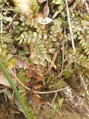 Adiantum cunninghamii