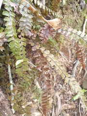 Adiantum cunninghamii