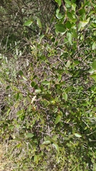 Colliguaja odorifera