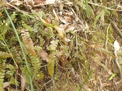 Adiantum cunninghamii