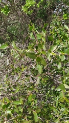 Colliguaja odorifera